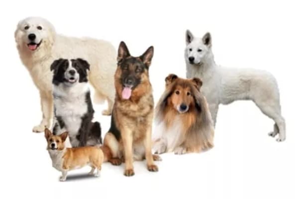Group 1 dogs