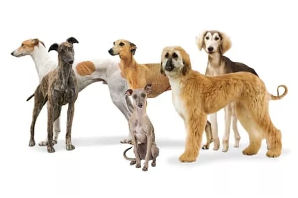 Group 10 dogs