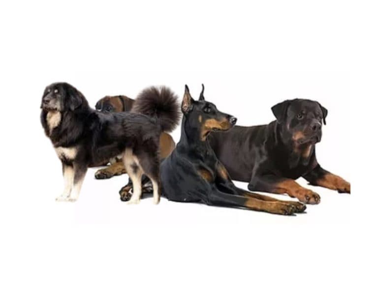 Group 2 dogs