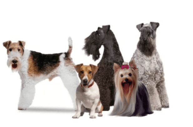 Group 3 dogs