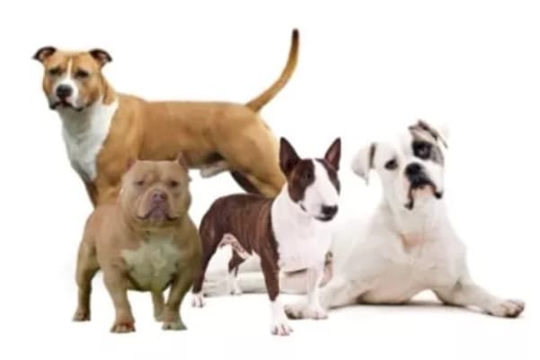Group 4 / Bull Type Dogs dogs