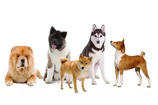 Group 5 dogs