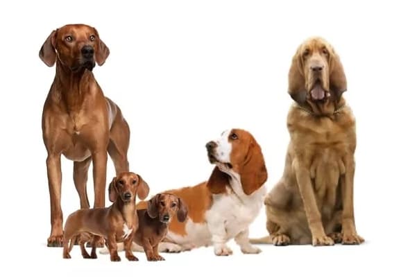 Group 6 dogs