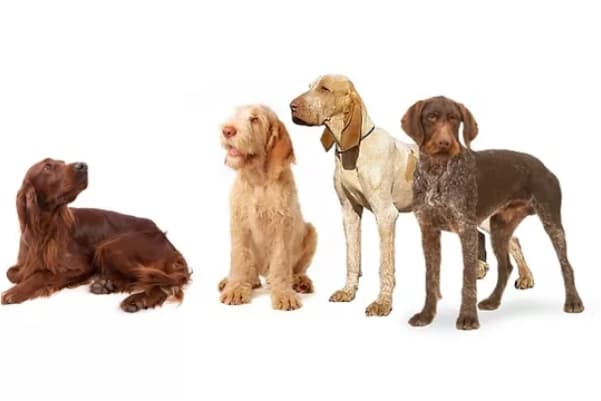 Group 7 dogs