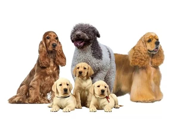 Group 8 dogs