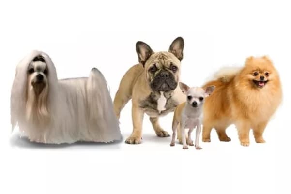 Group 9 dogs