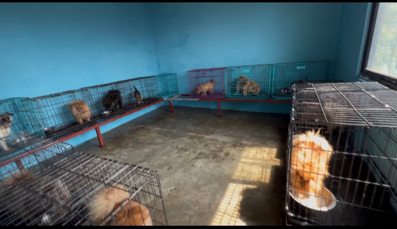 Indoor kennel setup