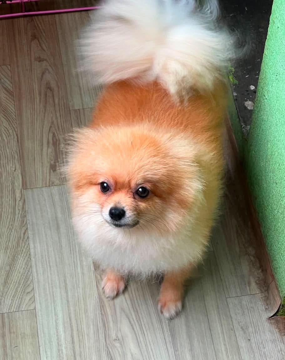 Kuchi
