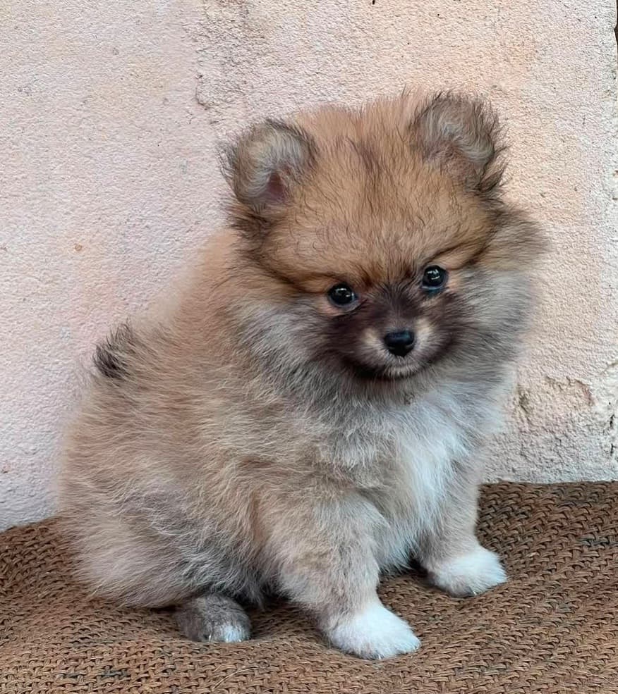 SIMBA