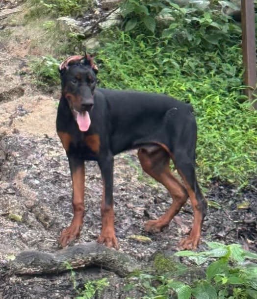 Bahadur